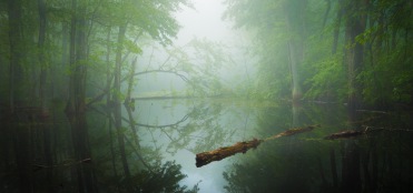 Fletcher Creek Forest Swamp Ontario
